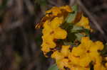 Hoary puccoon